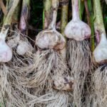 česnakas auga kaip obuolys