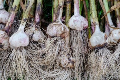 česnakas auga kaip obuolys