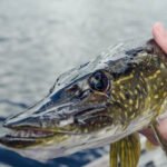 lydeku gaudymas rudenį